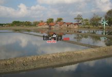 Pulau Garam Madura, Penghasil Garam Nasional