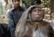 Baik pak,. Iya pak,. Siap pak!