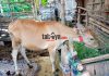 Sapi Madura, Sapi Kecil yang Kuat