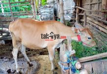 Sapi Madura, Sapi Kecil yang Kuat