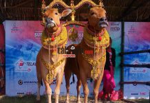Sapi Sonok Madura, Sapi Cantik Bernilai Ratusan Juta