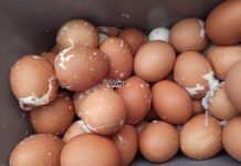 Belajar dari Telur dan Stress