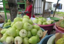Klampok, Jambu Air Khas Madura, Manisnya Tak Ada Duanya